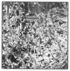 Ampurias cadstr Garrigoles 99x100