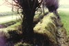 Arles fosses ChateauBas-STHyppolyte 100x66