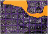 Beziers AssemCarteGrandeEchelle 100x70