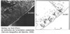 Maresme centurie Plat-del-Boet 100x49