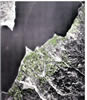 Patras ElLinSecte 87x100